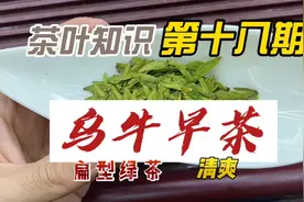 茶叶知识第十八期，乌牛早茶，长得像龙井茶的炒青绿茶，清爽系视频封面