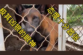一条十分嚣张的马犬，突然之间开始呲牙嘶吼，摆出要咬人的架势！