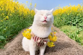 油菜花开了，小猫咪也无法拒绝春天的浪漫视频封面