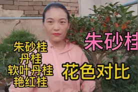 好多花友喜欢朱砂桂，大棚主带你看同系列的花色对比视频封面