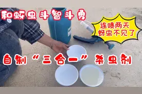 和蚜虫斗智斗勇，自制的“三合一”杀虫剂，连喷两天，蚜虫不见了视频封面