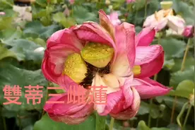 雙蒂三雌蓮视频封面