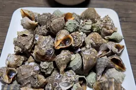 教你海螺最正确的做法，用简单的方法做出最好吃的鲜味味道！视频封面