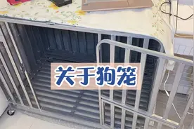 养狗经验分享：笼子的选择和用法｜萌宠 狗狗 养宠知识视频封面