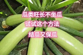 南瓜、甜瓜、丝瓜等，瓜秧旺长不坐瓜，试试这个方法，结瓜又保瓜视频封面