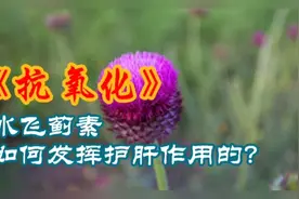 水飞蓟素，到底是如何发挥作用的？视频封面