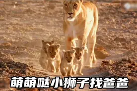 小狮子跟着妈妈找爸爸，找到雄狮父亲，威严雄狮秒变奶爸视频封面