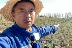 添加剂对农产品伤害更大，农户苦不堪言，农产品慢慢被腐蚀变毒品视频封面