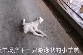 初生羔羔不能站立  秋哥一根绳子搞定视频封面