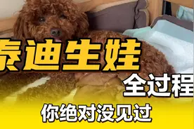 1.5岁泰迪就能生宝宝了，生娃全过程，惊险刺激视频封面