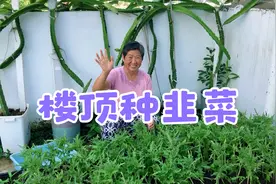 春天撒的韭菜种子，秋天变成一片韭菜苗。视频封面