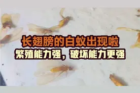 广东雨季，长翅膀的白蚁又出现了，如果你家中见到，建议这样消灭视频封面