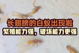 广东雨季，长翅膀的白蚁又出现了，如果你家中见到，建议这样消灭视频封面