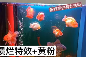 看看观赏鱼炸鱗如何解决，溃烂怎么解决，这个效果很不错