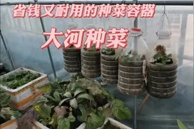 用黄豆作肥料，这样配土配肥，废旧油桶挂起来天天有菜吃！视频封面