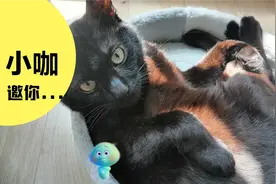 周末没事偷偷拍家里小黑猫睡觉看看什么反应嘿嘿