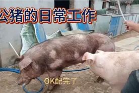 种公猪的日常工作视频封面