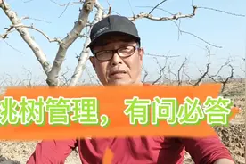 最标准的桃树结果枝条是怎样的？清园药什么时侯打效果最好？视频封面