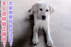 狗狗吃饭狼吞虎咽的坏习惯该怎么做呢？看看主人这么做正确有效吗视频封面