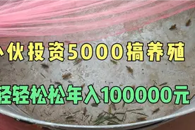 农村暴利赚钱行业，小伙投资5000元搞养殖，轻轻松松年入100000元视频封面