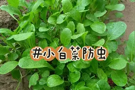 小白菜有虫眼，白醋和白酒混合喷一喷，没有虫害，长得快视频封面