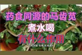 药食同源的马齿苋煮水喝，有什么作用视频封面