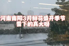 河南南阳三月鲜花盛开的季节，下起了鹅毛大雪，还真是美呀视频封面