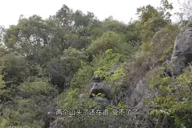 这是我见过最强悍的蜜蜂，别人都称它杀人蜂，碰到了要远离哦！视频封面