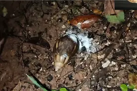 用盐撒非洲大蜗牛，会怎么样？