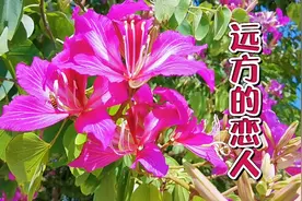 情歌一首《远方的恋人》我想你，深情感人，唱出对恋人最深的爱