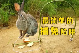 越南小伙自创最简单捕兔陷阱，简单高效一抓一个准视频封面