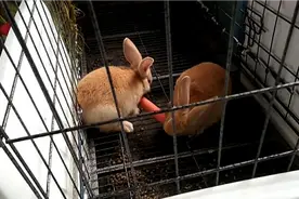 这俩抱着大萝卜使劲啃😂😂😂视频封面