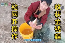 小伙如何不下水不用船，一个人野河放粘网，网尾捕获大金钱鲤鱼视频封面