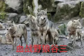 三名战士野外血战野狼的真实故事视频封面