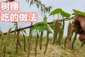 一年只能吃一次的构树穗，摘回来做菜吃，营养又美味，比肉还好吃视频封面