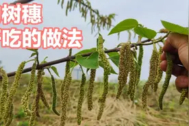 一年只能吃一次的构树穗，摘回来做菜吃，营养又美味，比肉还好吃视频封面
