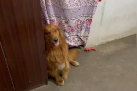 四眼蚂蚱与大金毛：狗狗憋尿十五个小时，晚上还去接女主人下班视频封面