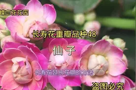 好养好看花期长品种多的长寿花重瓣品种48.仙子，长寿花花期延长视频封面