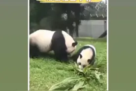 转基因玉米杆子把熊猫当牛养吗？赶紧还给我们中国视频封面
