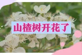 茂密的山楂树，白花满树开放！那首动听的山楂树歌，婉转又悠扬！视频封面