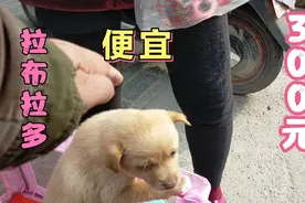 棍哥逛西安狗市，拉布拉多300元，鹿犬1000元，吉娃娃800元