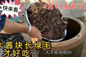 快来看4月18东北下大酱，大酱块长绿毛才好吃，和南方又啥不同？
