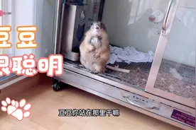 土拨鼠听得懂人话吗？其实土拨鼠真的很聪明！什么都懂视频封面