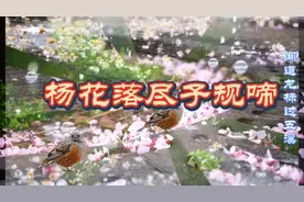 《杨花落尽子规啼》诗吟唱，别有一番韵味～～视频封面