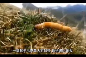 吃冬虫夏草有哪些好处和作用视频封面