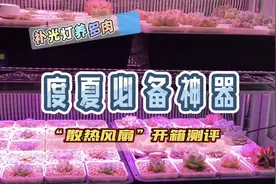 开箱测评 | “散热风扇”，补光灯养多肉度夏神器！后悔买晚了