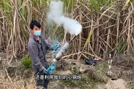 农田灭鼠高招！害鼠猛的一头窜出吓了一跳，效果太棒了视频封面