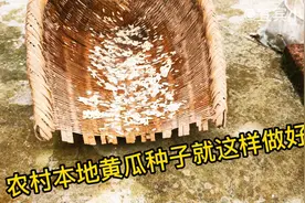 四川农村本地黄瓜种视频封面