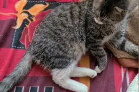 用理发器给狸花猫剃毛，看它有啥反应！视频封面
