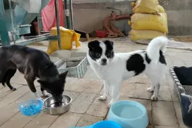 熊猫狗看着妈妈吃狗粮，它却吓的不敢靠近，可能被收拾了